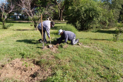 plantacion-de-ejemplares-3